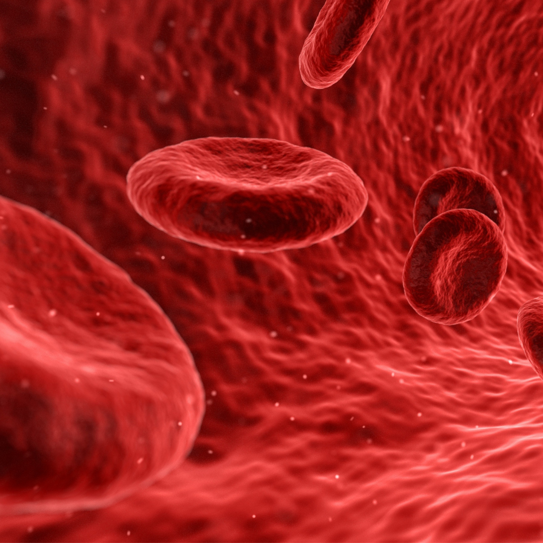 blood-diagram